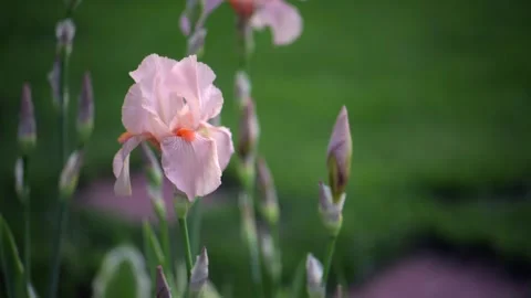 Beige pink iris, Cocoa Pink iris flower is blooming in the garden Stock Footage 311550572