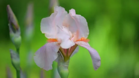 Beige pink iris, Cocoa Pink iris flower is blooming in the garden Stock Footage 311550585