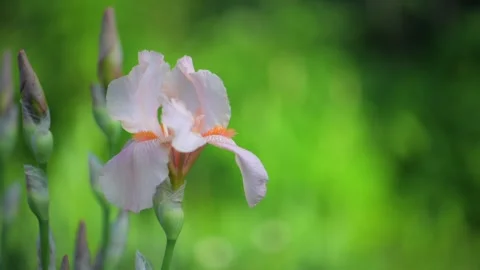 Beige pink iris, Cocoa Pink iris flower is blooming in the garden Stock Footage 311618656