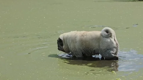 A beige pug walks through a very dirty pond overgrown with green algae on a Stock Footage 280274440