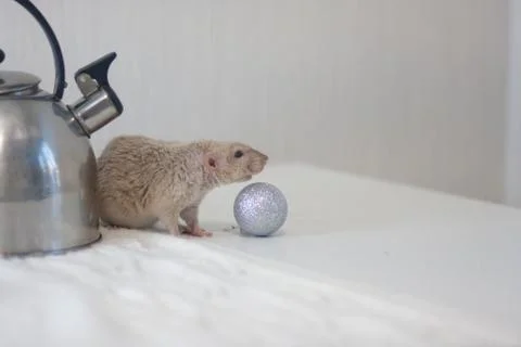 Beige rat on white. Light mouse Rat on the food table. Stock Photos