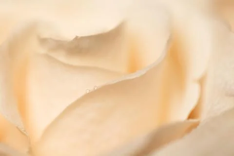 Beige rose blurred background. Macro. Abstract. Close-up. Horizontal. Stock Photos