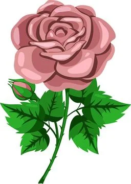Beige rose flower with leaves vector illustration Stock Illustration