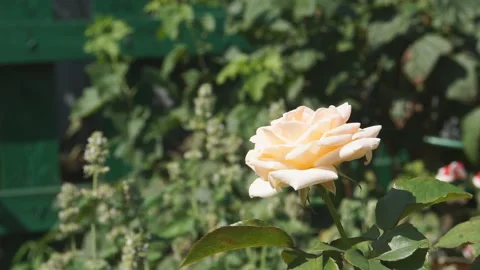 Beige rose in garden Stock Footage 165529620