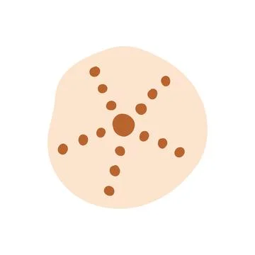 Beige sand dollar shell with star dotted pattern vector illustration. Flat Stock Illustration