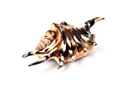 Beige seashell on a white background. Beautiful clam shell Foto stock