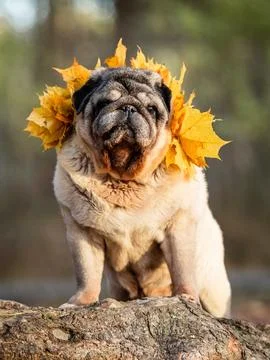 Beige senior pug posing in a pine forest with a collar of maple leaves Stock-Fotos