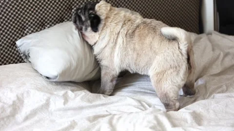 Beige senior pug wipes his muzzle on the surface of the bed 스톡 동영상 252136824