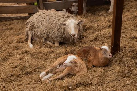 Beige sheep looking at camera and two brown baby lambs resting on hay Stock Photos