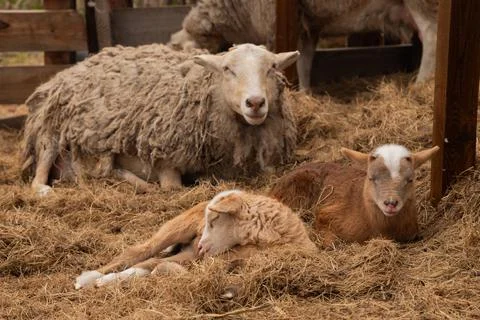 Beige sheep looking at camera and two brown baby lambs sleeping on hay Stock-Fotos