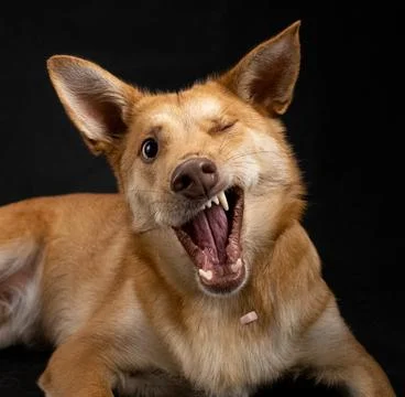 Beige shepherd-like mutt mid-action, catching treats on  black background Stock Photos