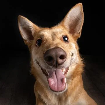 Beige shepherd-like mutt mid-action, catching treats on  black background Stock Photos