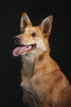 Beige shepherd-like mutt mid-action, catching treats on  black background Stock Photos