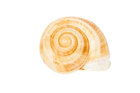 Beige spiral shell isolated Stock Photos