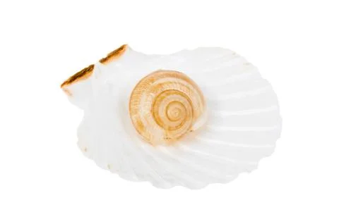 Beige spiral shell in ocean shell isolated Stock Photos