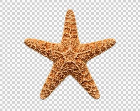 Beige starfish on transparent background. Stock Photos