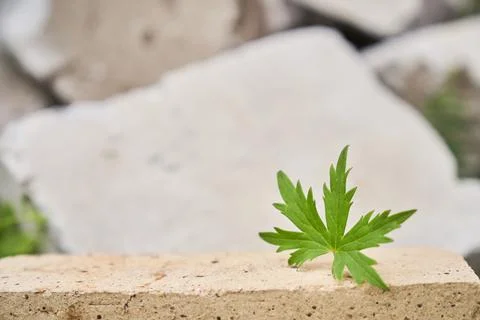 Beige stone platform on a stone background with a leaf of meadow geranium Stock Photos