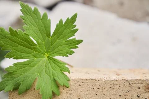 Beige stone platform on a stone background with a leaf of meadow geranium Stock Photos