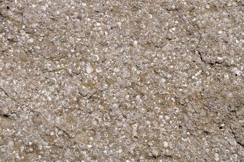 Beige stone texture with small shells embedded Stock Photos