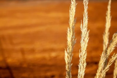 Beige stretched grass on brown background Stock Photos