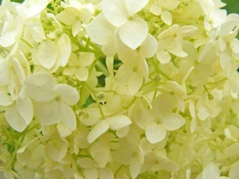 Beige white hydrangea close up surface Stock Photos