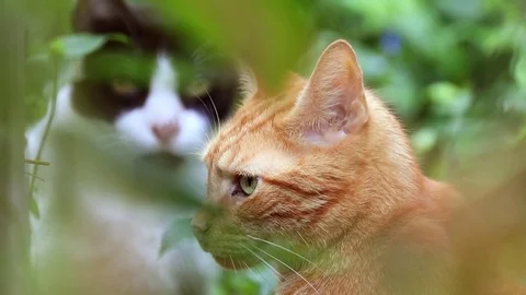 Beige wild cat in the bushes Stock Footage 84959533