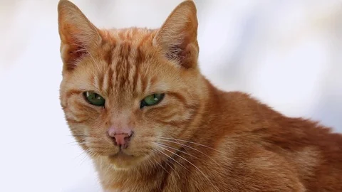 Beige wild cat outdoors Stock Footage 84959483