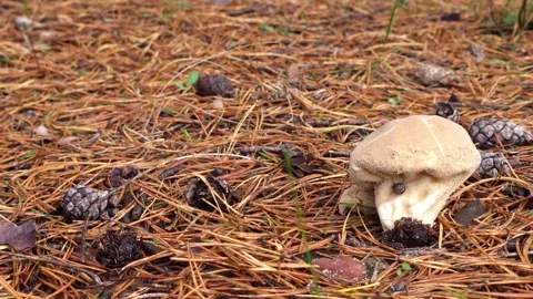 Beige Wild Mushroom on Pine Needles Close Up Stock Footage 324706733
