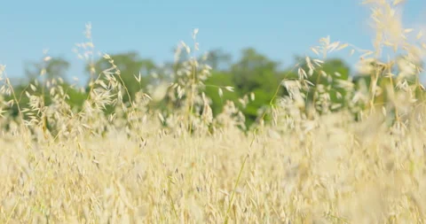 Beige wild oat seed heads swaying against a green tree line, 8K Stock Footage 339246586