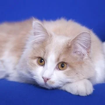 Beige young cat, on a blay background Stock Photos