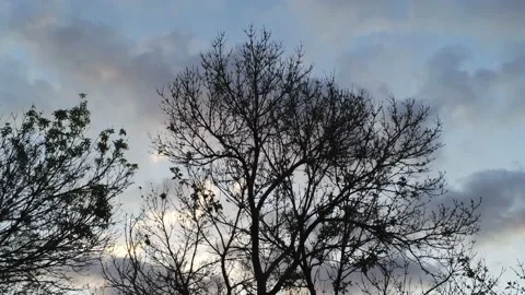 Beight sunset behind trees - Drone camera moves up Stock Footage 137864764