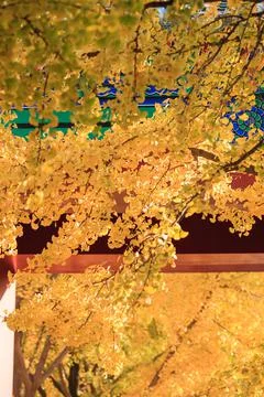 Beijing autumn ditan park view beautiful fall Stock Photos