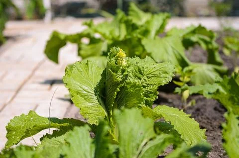 Beijing cabbage has not ripened and has sprouted Stock Photos