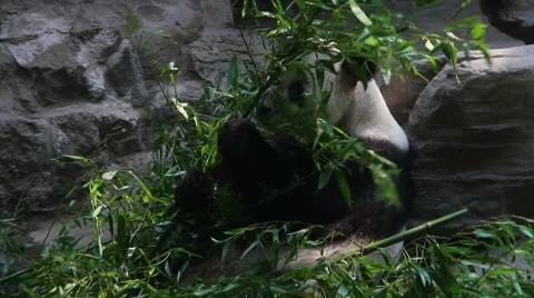 Beijing Olympic panda at eating time HD. Видео 40463450