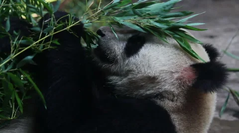 Beijing Olympic panda at eating time HD. Stock Footage 40463640