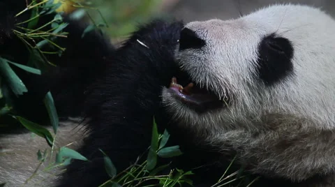Beijing Olympic panda at eating time HD. Видео 40463675