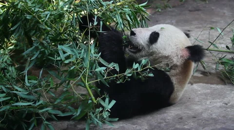 Beijing Olympic panda at eating time HD. Видео 40463743
