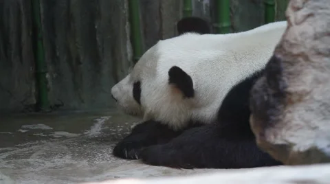 Beijing Olympic panda in sleeping HD. Stock Footage 40463559