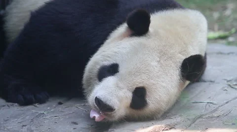 Beijing Olympic panda in sleeping HD. Видео 40463803