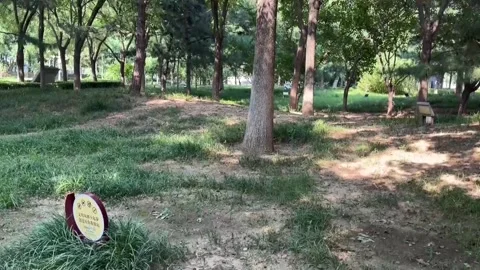 Beijing park turns to smart traps and mint to fight mosquitoes, Beijing, CN - 10 Stock Footage 341853727