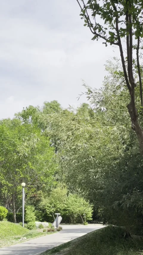 Beijing, Plants in Strong Winds Stock Footage 306524005