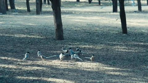 Beijing Temple of Heaven Flock of Azure Winged Magpies Foraging on Ground Vídeos de archivo 337025623