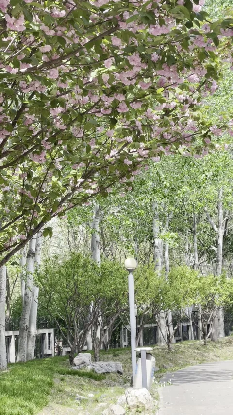 Beijing, Windy Day, Cherry Blossoms, Trees and Grass Stock Footage 306523870