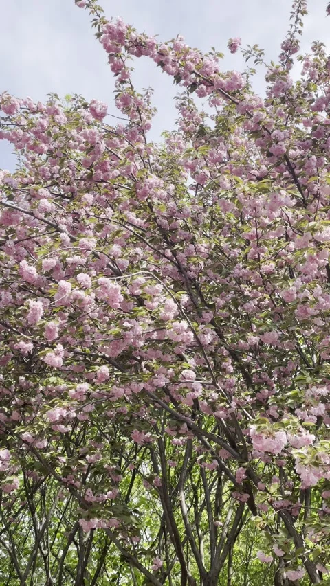 Beijing, Windy Day, a Cluster of Late-blossoming Cherry Blossoms Stock Footage 306523879
