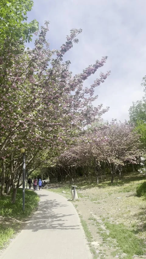 Beijing, Windy Day, the Path under the Cherry Blossom Trees Stock Footage 306523935