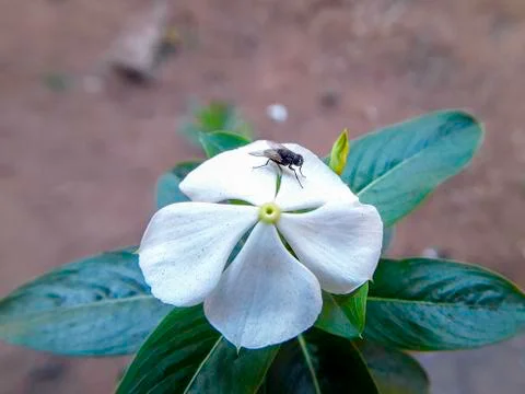 Being Bee Stock Photos