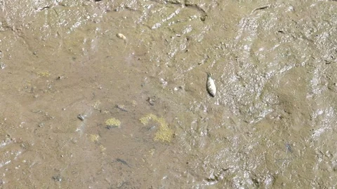 A being dried out small water ditch with small fishes Video stock 242762138