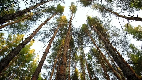 Being in pine forest.Bottom view of tops rotating tall pines. Stock Footage 164864356