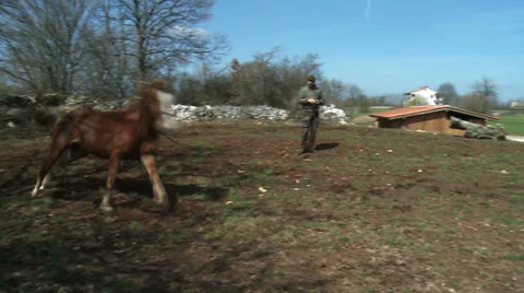 Being run horses  2 Stock-Footage 31196040