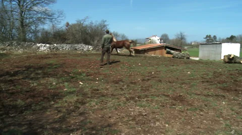 Being run horses  3 Stock Footage 31197101